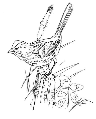 Song Sparrow Bird Coloring Page